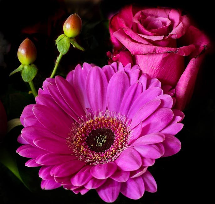 Rose