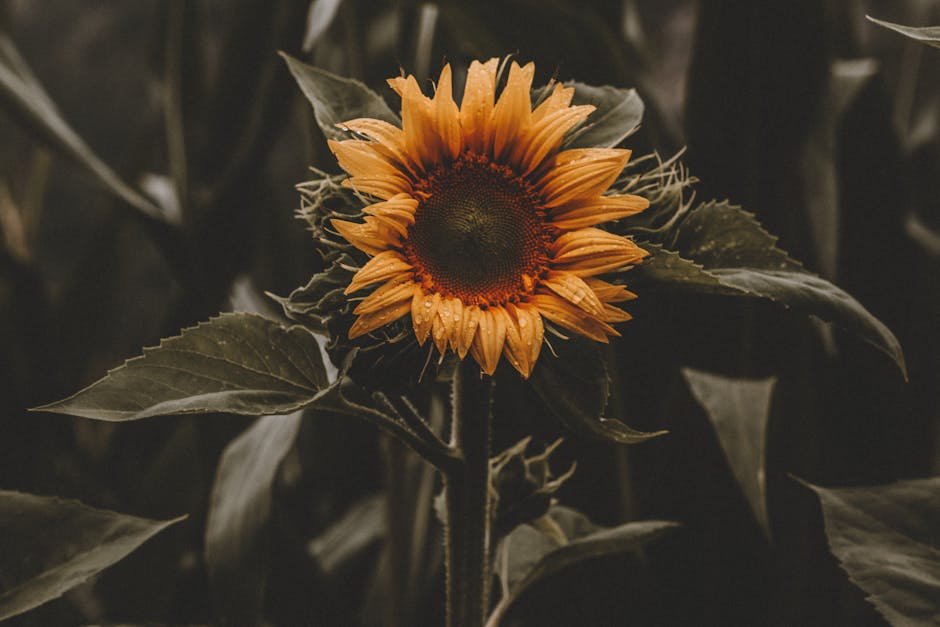 Sunflower