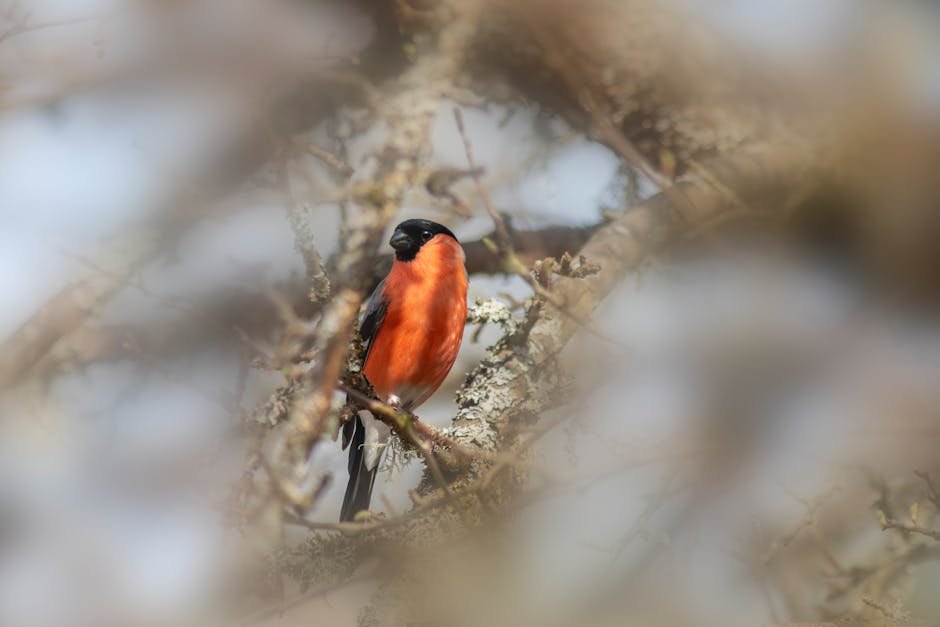 Bullfinch