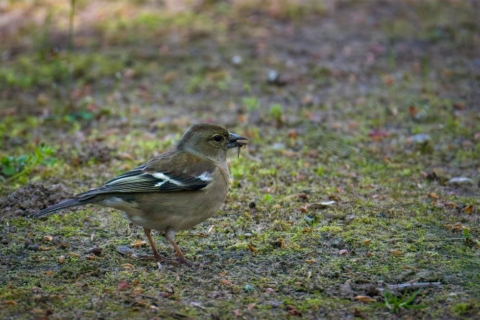 Chaffinch