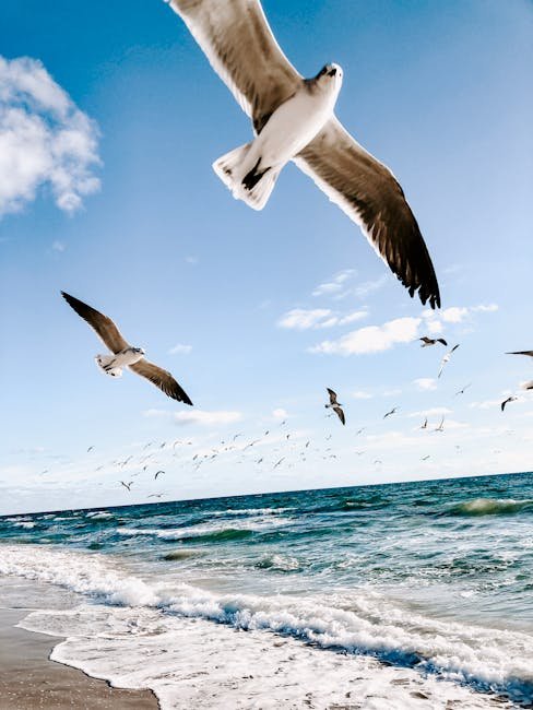 Soar